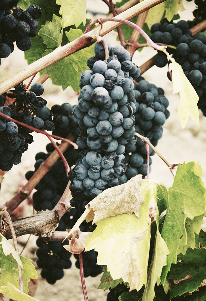 vineyard-tall-2-light